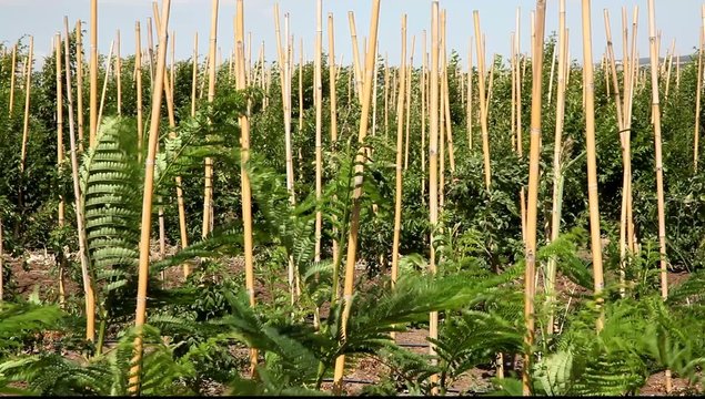 Tropical tree nursery