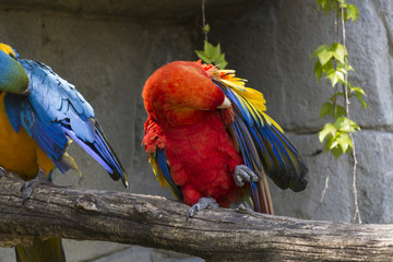 ara macaw parrot on its perch