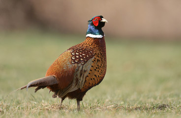 Ringneck Pheasant (Phasianus colchicus)