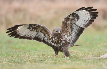 Common buzzard