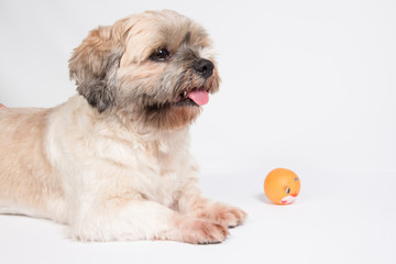 dog with ball