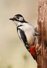 Obraz na płótnie Canvas woodpecker