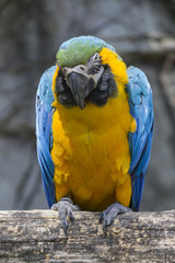 ara ararauna parrot on its perch