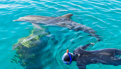 Fototapeta premium Snorkeling with dolphins