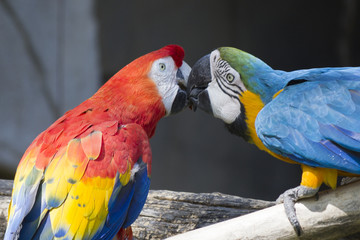 ara ararauna parrot on its perch