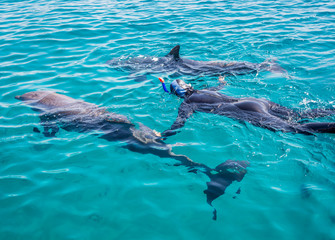 Obraz premium Snorkeilng with doplhins