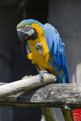 ara ararauna parrot on its perch