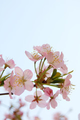 Fototapeta premium 桜