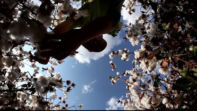 A farmer picks cotton wool for lab testing for quality control MRL