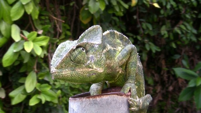 Common Chameleon, Chamaeleo chamaeleon, lizard