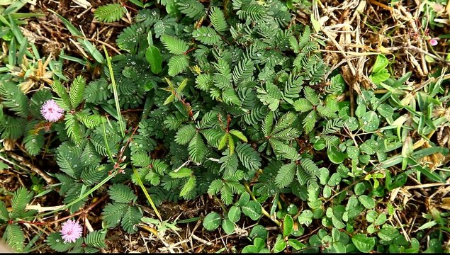 Mimosa reacts to human touch Brazil FULL HD 1080P