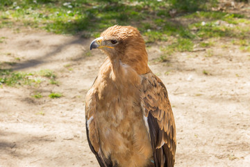 Águila