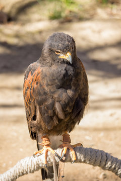 &Aacute;guila