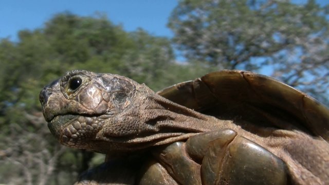 A tortoise directing the Turtle Philharmonic Orchestra