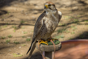 Halcón lanario