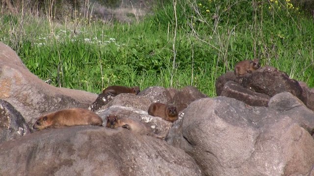 Rock Hyrax shrewmouse Hyracoid