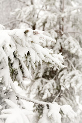 Snow-covered branches