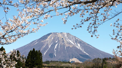 伯耆富士　大山　桜