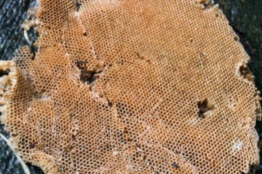 blurry image of beehive on the stone