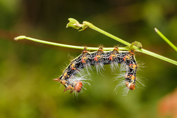Naklejka premium Close up of Large dragon-tailed caterpillar