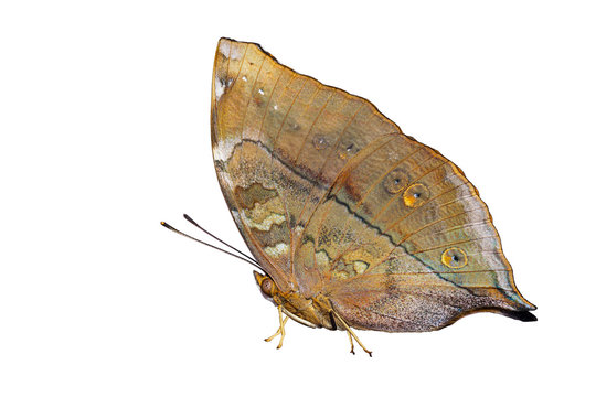 Isolated Autumn Leaf butterfly (Doleschallia bisaltide)