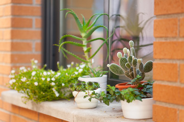 flowers in pots.