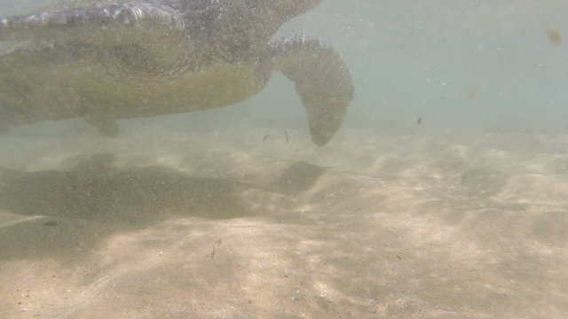 large sea turtle underwater close-up
