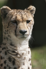 cheetah in the jungle