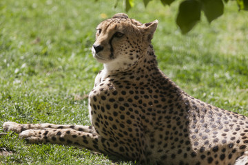 cheetah in the jungle