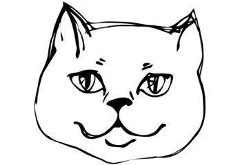 vector sketch beautiful cat muzzle