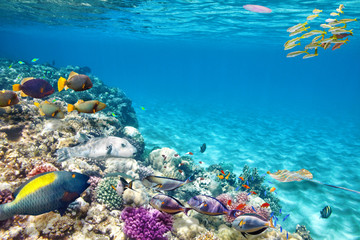 Underwater world with corals and tropical fish. - obrazy, fototapety, plakaty