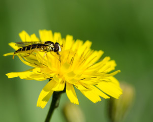 Winged insect sitting on a yellow  flower
