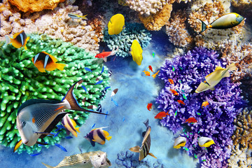 Underwater world with corals and tropical fish.