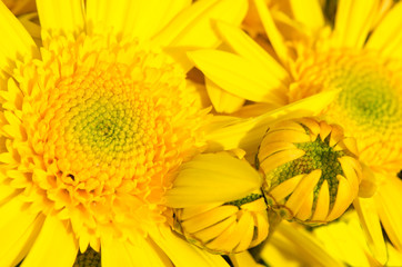 Background of yellow chrysanthemums,  macro