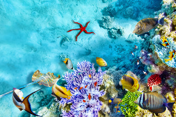 Obraz premium Podwodny świat z koralowcami i tropikalnymi rybami.