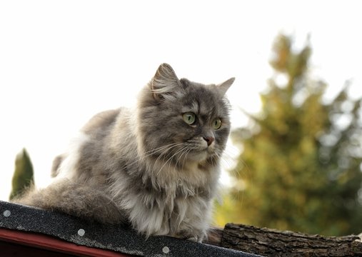 Milou