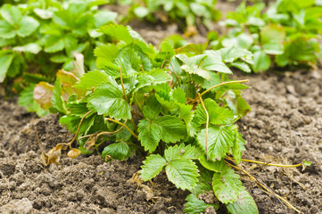 Bush of strawberries. Close-Up.