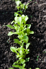 Seedlings