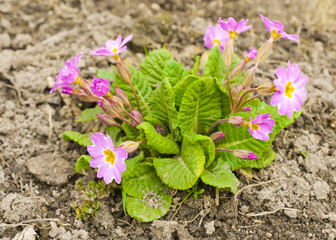 Spring blossomed flowers of the species Viola