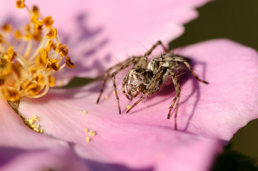Spider on a pink flower wild rose macro