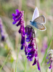 Blue butterfly sitting on a purple flower on a sunny day, macro