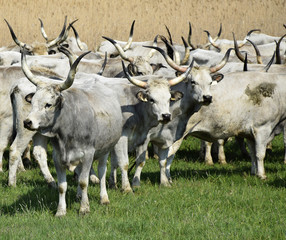 Gray cattles