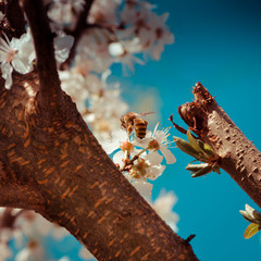 Biene beim Pollensammeln