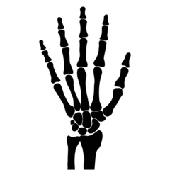 hand bones