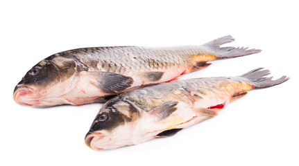 Close up of carp fishes.