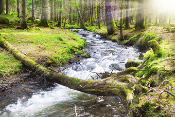 Spring Forest Lanscape with River Flowing