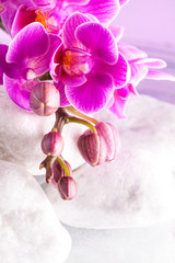 orchidee su pietre bianche