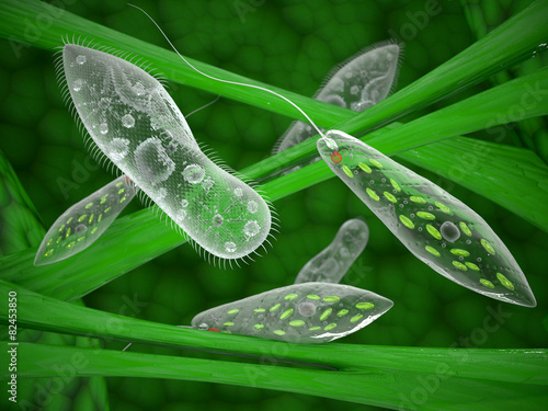protozoa stock photo and royalty free images on fotolia com pic