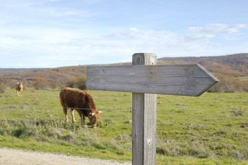 Wooden indication of a hiking trail and cows grazing in a meadow