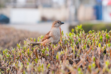 Eurasian Tree Sparrow sitting on a stick